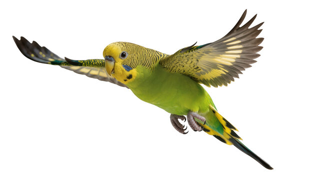 Green budgerigar bird in flight with yellow head and wings