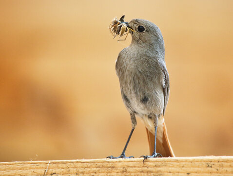 Black redstart - Phoenicurus ochruros female