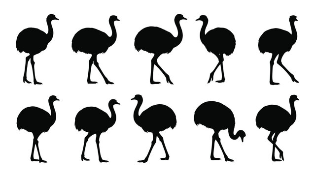 Black ostrich silhouettes walking in different poses