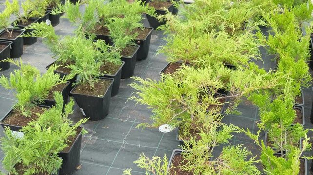 Potted evergreen trees nursery row. Green conifer saplings in orderly containers on black ground organized for sale. Evergreens growing in boxes, modern retail display, vibrant foliage, neatly trimmed
