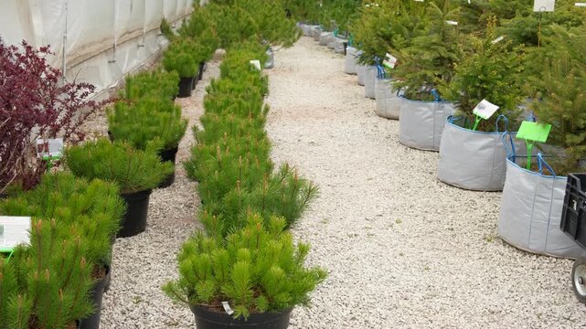 Potted evergreen trees nursery row. Green conifer saplings in orderly containers on black ground organized for sale. Evergreens growing in boxes, modern retail display, vibrant foliage, neatly trimmed