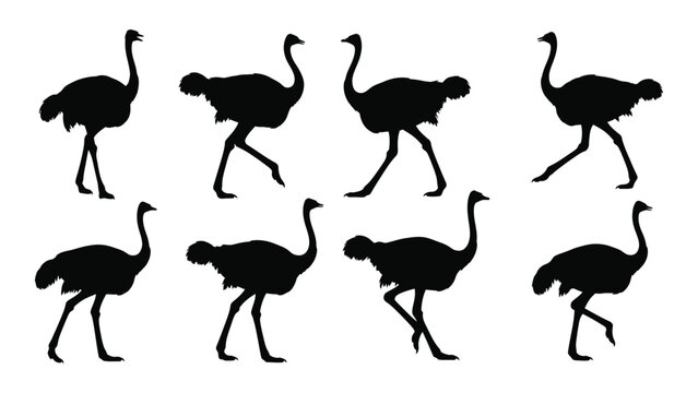 Black ostrich silhouettes walking in different poses