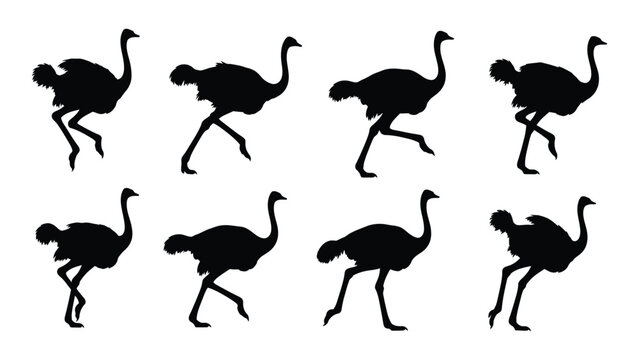 Black ostrich silhouettes walking in different poses