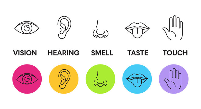 Human five senses icon set, vision hearing smell taste and touch line symbols, sensory perception vector collection for educational medical infographics