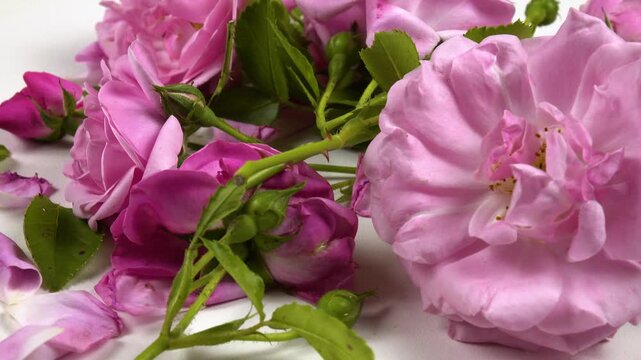 Fresh pink roses and rose petals are on a white table, side view, background
