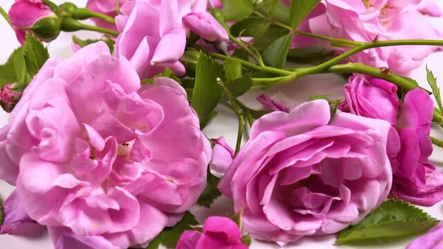 Fresh pink roses and rose petals are on a white table, side view, background