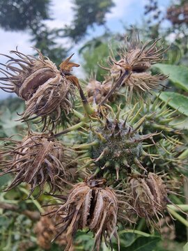 the Castor Bean (Ricinus communis) plant and seedballs