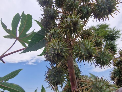the Castor Bean (Ricinus communis) plant and seedballs
