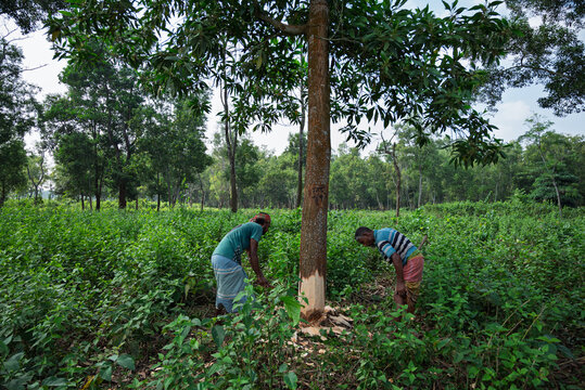 Sherpur, Bangladesh - 08 November 2025: View of two men working in a lush forest, with one man stripping bark from a tall tree trunk surrounded by dense green vegetation.