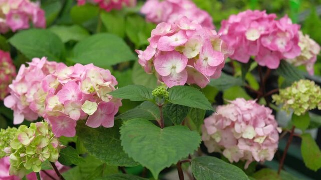 Hydrangea macrophylla blooming. Magenta, white and pink heads of bigleaf hydrangea flower petals. Beautiful Garden. Landscaping trend. Shrubbery blooms in backyard. Green landscaped design. Closeup