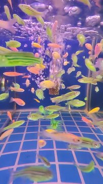 Colorful Tank Full of Fish