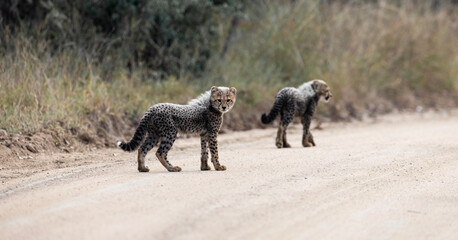 Tiny cheetah cubs look like a honey badger © Jurgens