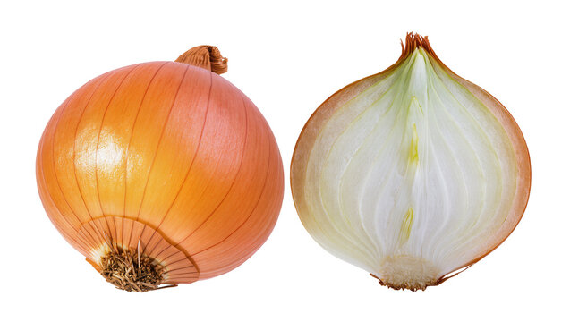 Whole yellow onion and half cut onion with visible layers