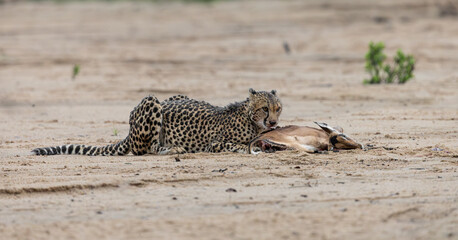 a cheetah with an impala kill in a dry riverbed © Jurgens