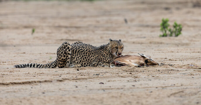 a cheetah with an impala kill in a dry riverbed