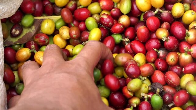 Close-up shot of hands holding freshly picked raw coffee berries at a plantation.