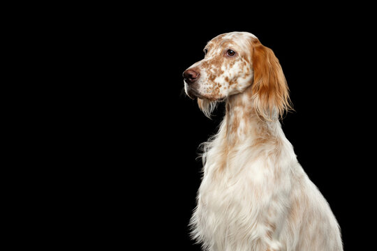 English setter dog close up portrait looking at camera isolated on black background