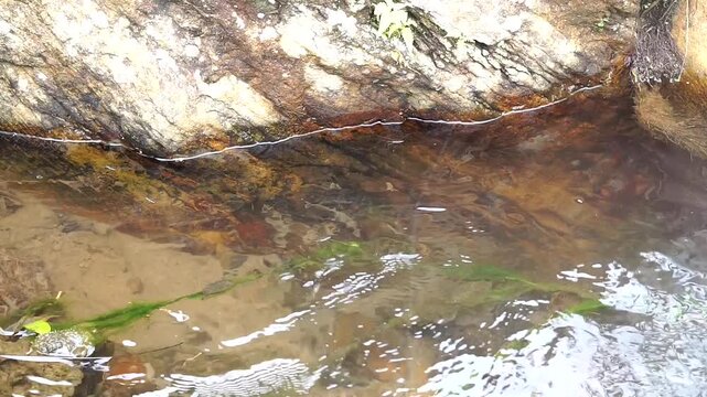 Close-up shot of a water strider insect floating on the surface of a clear river stream, showcasing the natural physics phenomenon of water surface tension.