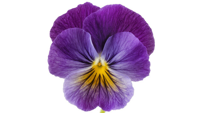Purple pansy flower with yellow center and dark veins