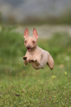 American Hairless Terrier dog jumps while running across grassy field outdoors. Dynamic movement and natural scenery create energetic action atmosphere.