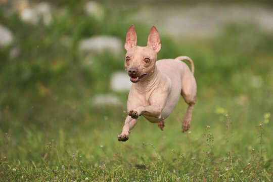American Hairless Terrier dog jumps while running across grassy field outdoors. Dynamic movement and natural scenery create energetic action atmosphere.
