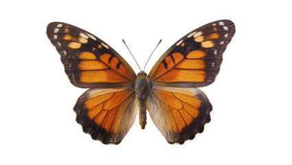 Orange and black butterfly with white spots, isolated on transparent background © Aliona