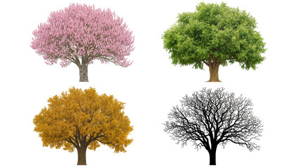 Four trees pink flowering green leafy yellow autumn, and bare silhouette © Paul
