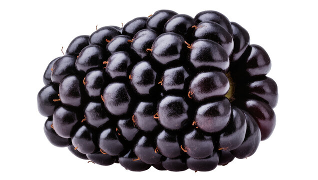 Ripe blackberry with dark purple drupelets and orange stem remnants
