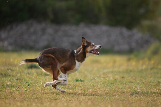 A mixed breed dog sprints across green field outdoors. Fast motion and natural scenery create dynamic action atmosphere.