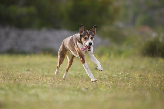 A mixed breed dog turns quickly near frisbee on grassy field outdoors. Fast motion and playful energy create dynamic atmosphere.