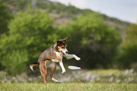 A mixed breed dog catches a flying frisbee outdoors on green grass. Fast action and playful motion create energetic atmosphere.