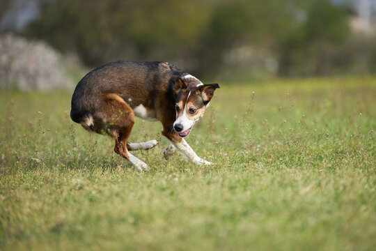A mixed breed dog turns quickly while running across grassy field outdoors. Athletic movement creates dynamic action atmosphere.