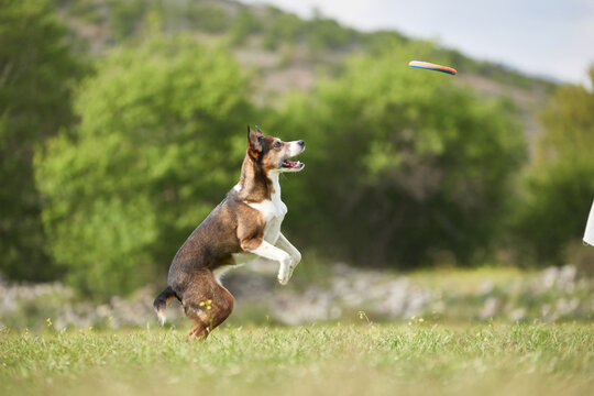 A mixed breed dog jumps for a frisbee outdoors on grassy field. Dynamic motion and playful activity create exciting sport atmosphere.