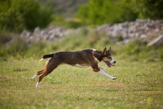 A mixed breed dog sprints across green field during outdoor play. Athletic posture and motion create energetic atmosphere.