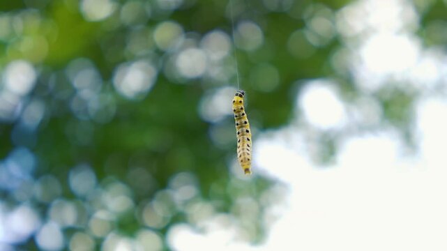 Macro shot of a single yellow ermine moth caterpillar hanging from a thin silk thread, wiggling with a blurry green foliage background providing a beautiful natural bokeh effect