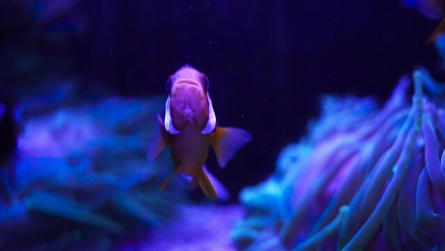 Colorful clownfish swimming near sea anemone underwater