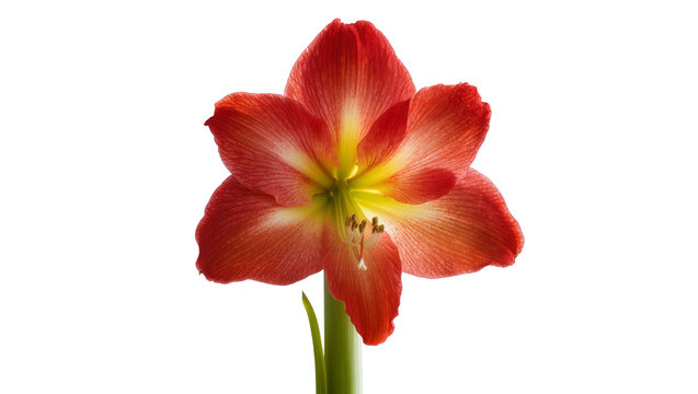 Red Amaryllis flower with yellow center and green stem