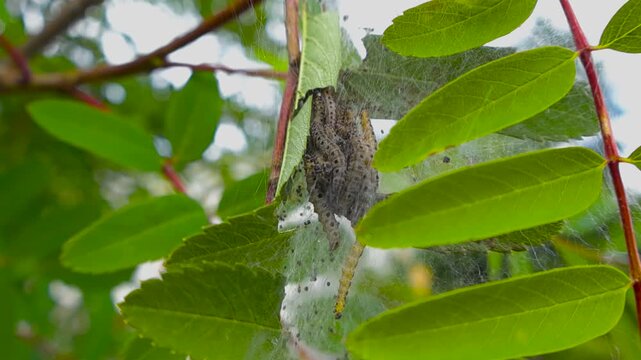 Numerous ermine moth larvae clustering and moving within their intricate communal silk nest, actively consuming the green leaves of a rowan ash tree in a natural outdoor environment