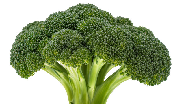 Fresh green broccoli florets and thick stems