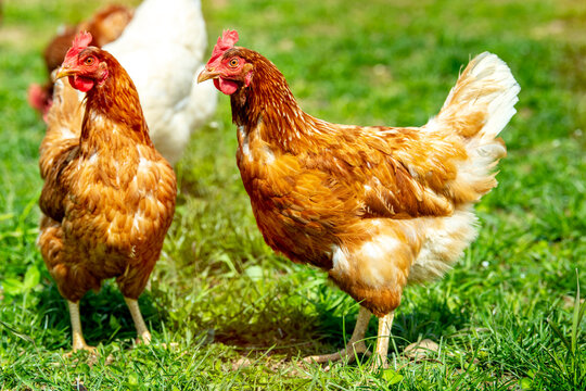 Eine Herde mit freilaufenden H&uuml;hnern auf einer Wiese