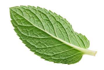 Vibrant Green Mint Leaf Showing Intricate Vein Patterns © Nadira