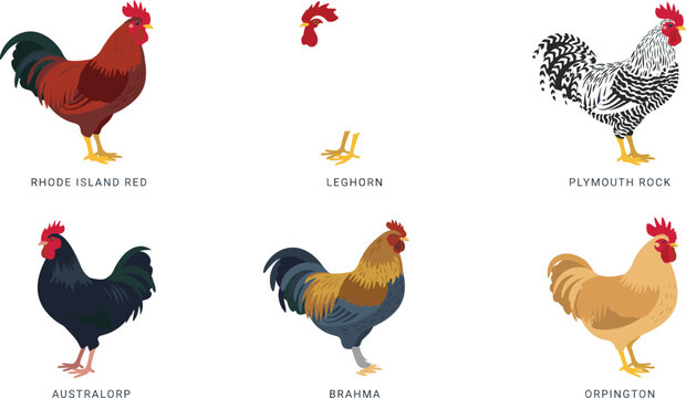 hicken Breed Vector Icon Set with Rhode Island Red, Plymouth Rock, Australorp, Brahma, and Buff Orpington Poultry for Farming and Agriculture Designs