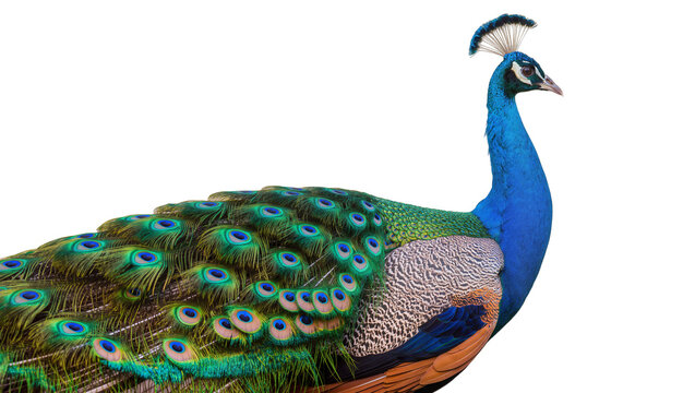 Majestic peacock with iridescent blue neck and green tail feathers, isolated on transparent background
