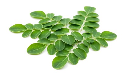 Fototapeta premium Moringa plant green leaves isolated white.