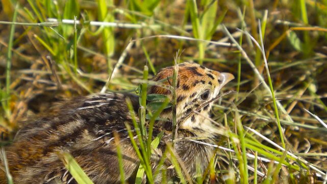 Tiny newborn grey partridge chick sitting still and perfectly camouflaged in the lush green grass of a meadow. Excellent example of mimicry and wildlife survival in its natural habitat