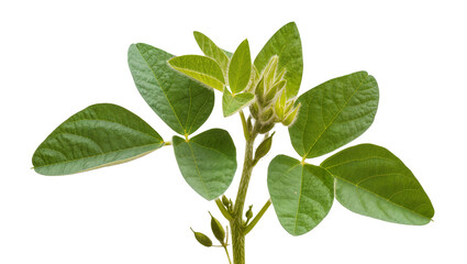 Green soybean plant with leaves and pods © Niklas