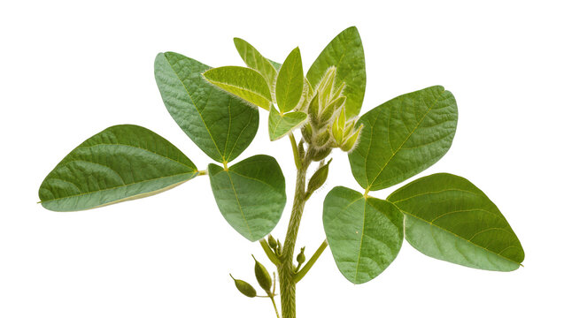Green soybean plant with leaves and pods