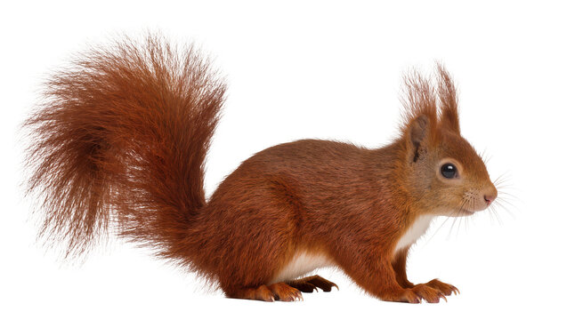 Red squirrel with bushy tail, isolated on transparent background
