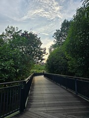 Obraz premium bridge in the forest
