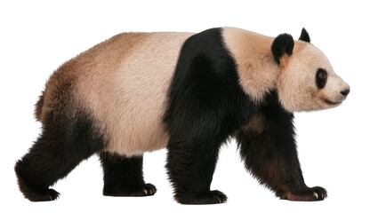 Giant panda bear walking, isolated on transparent background © Sorin
